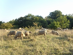 Les moutons jouent un rôle de débrousaillage naturel, essentiel pour conserver une pelouse calcaire viable